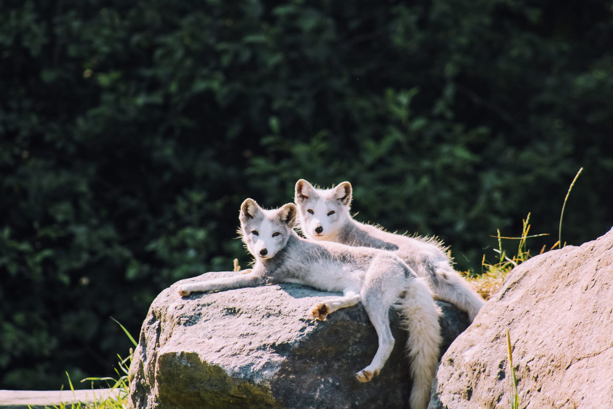 Immerse Yourself Into Canadian Nature and Wildlife at Parc Omega