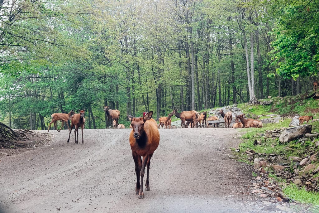 Immerse Yourself Into Canadian Nature And Wildlife At Parc Omega ...