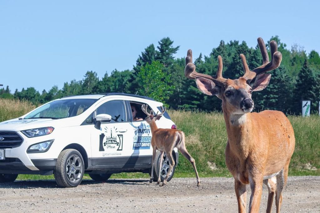 parc omega tours from ottawa